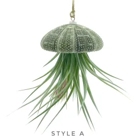 Hanging Jellyfish Urchin Air Plant