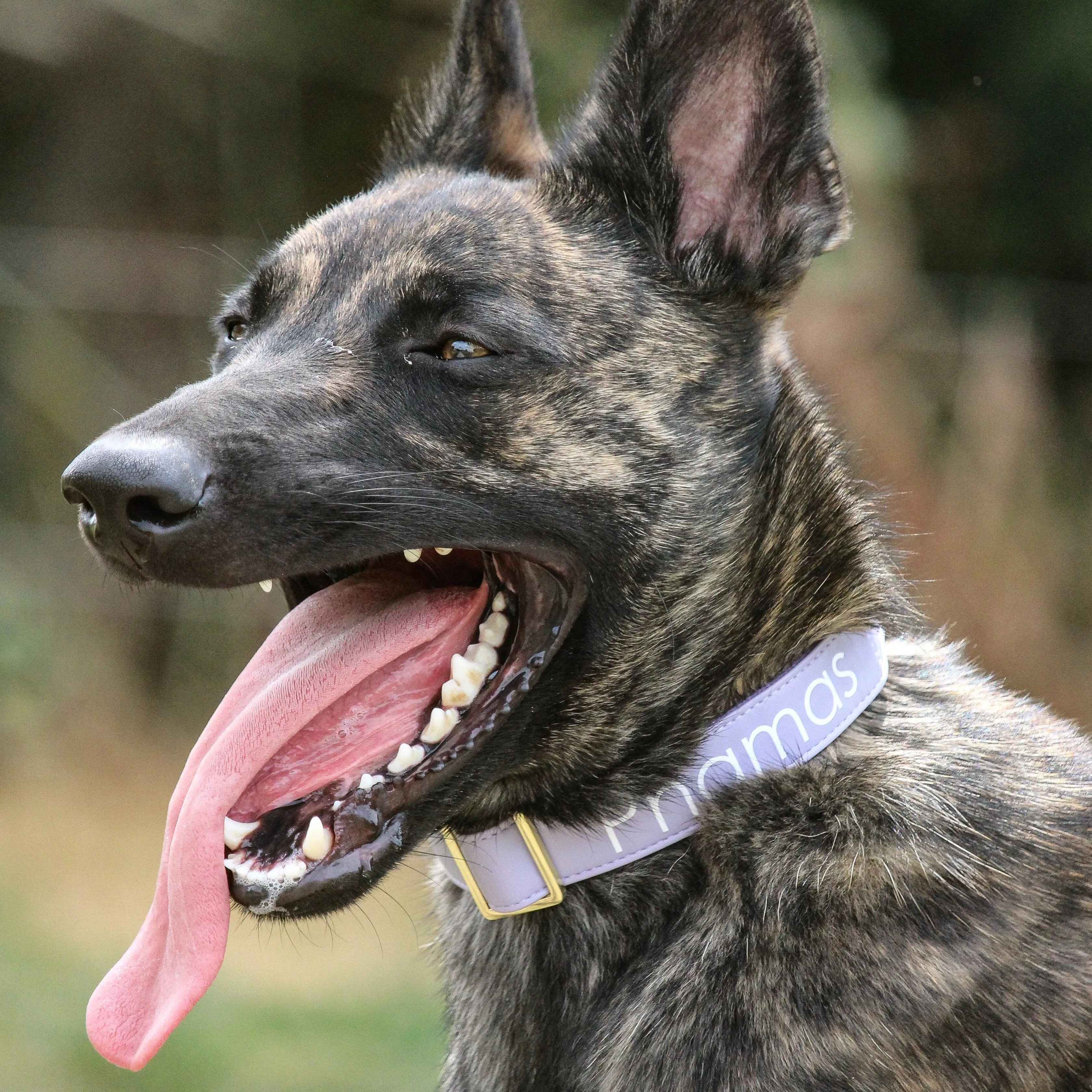 Personalized Collar